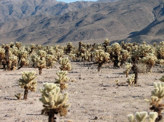 Cholla Cactus Garden