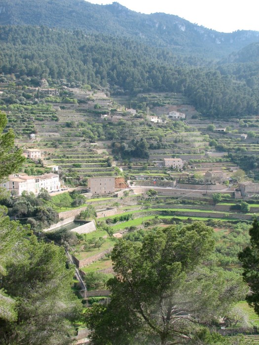 Banyalbufar terraces