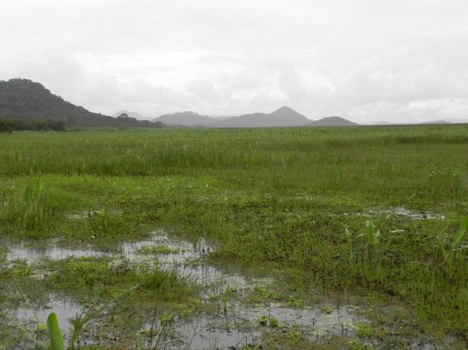 Palo Verde Wetlands