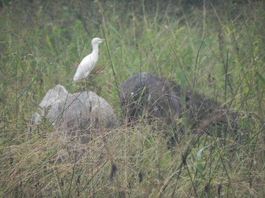Egret on Horse's Back