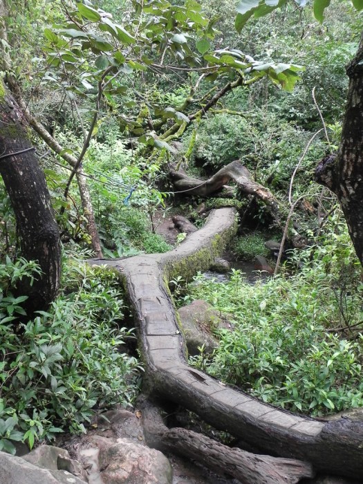 The Path - a flatop log