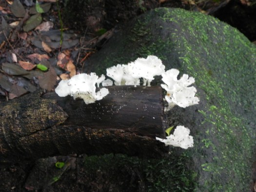 Fungus Growing on Tree