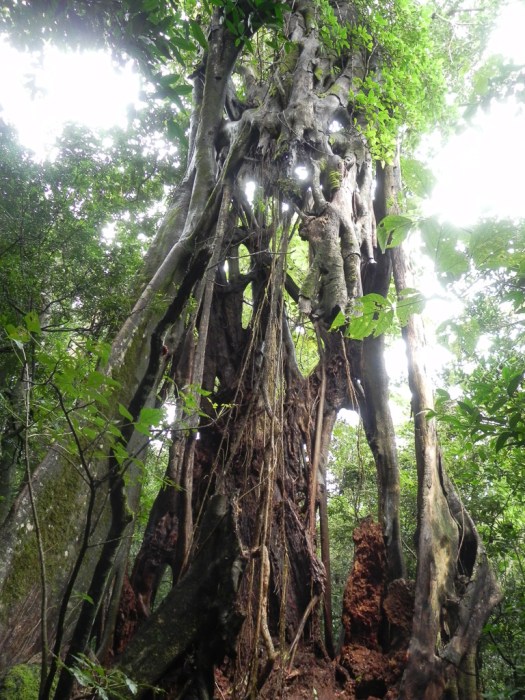 Strangler Fig
