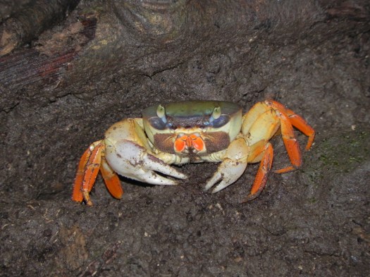 Freshwater Crab