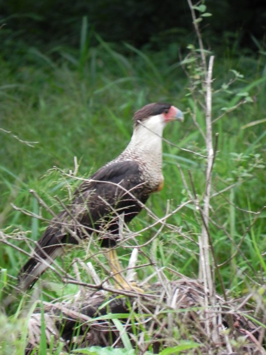 Crested Caracara