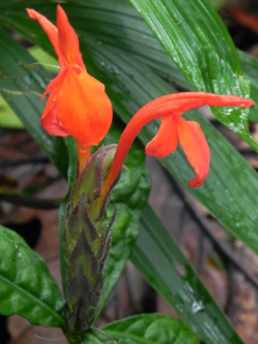 Rain Forest Flower
