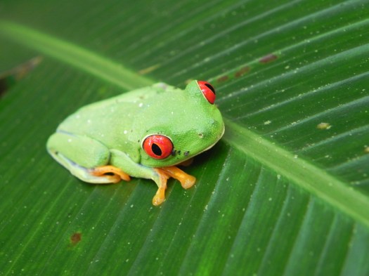 Red-eyed Tree Frog