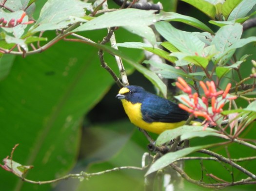 Yellow-throated Euphonia