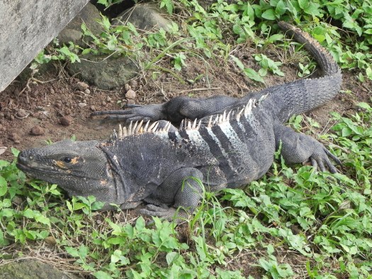 Spiney-tailed Iguana